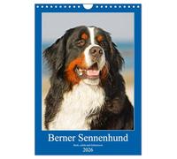Berner Sennenhund - stark , schön und liebenswert (Wandkalender 2026 DIN A4 hoch), CALVENDO Monatskalender: Der Berner Sennenhund, vorgestellt in 13 fabtastischen Fotos