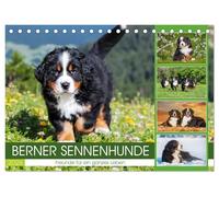 Berner Sennenhunde - Freunde für ein ganzes Leben (Tischkalender 2026 DIN A5 quer), CALVENDO Monatskalender: Er ist traumhaft schön, wenn nicht sogar ... 13 wundervolle Bilder dieser Traumhunde.