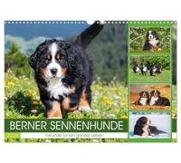 Berner Sennenhunde - Freunde für ein ganzes Leben (Wandkalender 2026 DIN A3 quer), CALVENDO Monatskalender: Er ist traumhaft schön, wenn nicht sogar ... 13 wundervolle Bilder dieser Traumhunde.