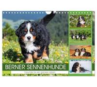 Berner Sennenhunde - Freunde für ein ganzes Leben (Wandkalender 2026 DIN A4 quer), CALVENDO Monatskalender: Er ist traumhaft schön, wenn nicht sogar ... 13 wundervolle Bilder dieser Traumhunde.