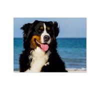 Berner Sennenhunds sur la Plage，Puzzle pour Adultes 1000 Pièces en Papier Puzzles Jeu Cadeau Accueil Décoratif Mots Croisés（50x70cm）-AP46