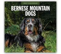 Bernese Mountain Dog - Berner Sennenhund 2027 - 16-Monatskalender: Original Red Robin Publishing Ltd-Kalender [Mehrsprachig] [Kalender]