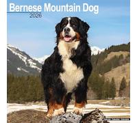 Bernese Mountain Dog Calendar 2026 Square Dog Breed Wall Calendar - 16 Month
