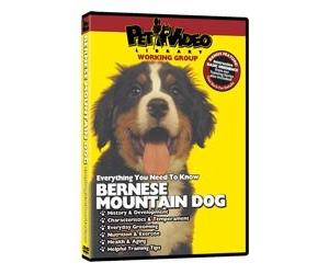 BERNESE MOUNTAIN DOG DVD! + Dog & Puppy Training Bonus