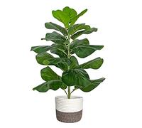 BESAMENATURE Figuier Artificiel en Forme de Feuille de Violon/Faux ficus lyrata pour décoration de Maison ou de Bureau, 77,5 cm de Haut, avec Panier en Corde de Coton
