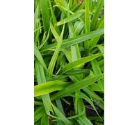 Beschorneria calcicola/Lis du Mexique/Conteneur de 3 à 4 litres/Vivace