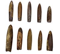 BESPORTBLE 10 pièces Fossiles de Bélemnites Naturels Décoration de Bureau Éducative pour Collection et Enseignement Paléontologique