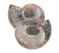 BESPORTBLE 2pièces Ammonite Fossiles Naturels Et Polis Pierres Minérales De Madagascar Spécimen De Minéral