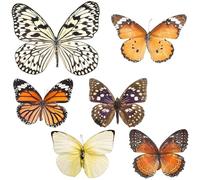 BESPORTBLE 6 Pièces Spécimen de Véritable pour Décoration Intérieure et Éducation Scientifique, Choix Variés en Spécimens D'exposition Artisanaux