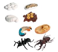 BESPORTBLE 8 pièces Figurines de Cycle de Vie des Fourmis Ouvrières de Modèles Éducatifs pour Cognitif Animaux Modèle de Animal