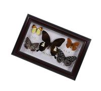 BESPORTBLE Cadre Photo Spécimen de Papillons Véritables en Bois, Décor Élégant et Authentique Maison Bureau, Lot de 5 Pièces Apparence Réaliste