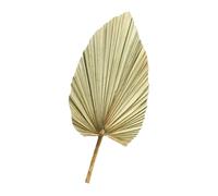 BESPORTBLE Décoration Murale en Feuille de Palmier Séchée Naturelle Vert Olive, 1 Pièce, Grosse Taille, Accessoire Photo pour Mariage, Arche et Décoration Intérieure, Ambiance Authentique