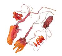 BESPORTBLE Décorations Halloween Organes Humains Réalistes Suspendus Chaînes Cœur Main Pied Cassés pour Fête