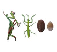 BESPORTBLE Figurine Éducative du Cycle de Vie Mante Religieuse Modèle Réaliste de Croissance D’Insecte Outil Pédagogique Petite Enfance Support D’Apprentissage Scientifique et Sensoriel