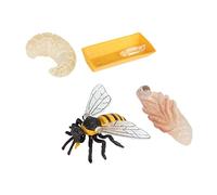 BESPORTBLE Figurines Cycle de Vie Abeille Modèle Éducatif Croissance Insecte pour Garçon Fille Garçon Fille