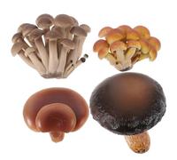 BESPORTBLE Lot de 4 Modèles de de Champignons Jouets Éducatifs pour Garçon et Filles Jouets Cognitifs PVC Cycle de Vie des Champignons Modèles Réalistes