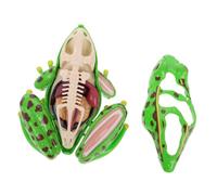 BESPORTBLE Modèle 4D de Dissection de Éducatif pour Garçon et Filles Kit Scientifique Jouet de Détachable Décoration de Classe et Outil d'apprentissage