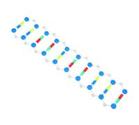 BESPORTBLE Modèle à Double Hélice D'adn Éducatif en Kit Pédagogique, Représentation Réaliste Structure Moléculaire pour Cours de Biologie, Outil D’étude en Laboratoire et Salle de Classe,