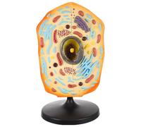 BESPORTBLE Modèle Anatomique de Cellule Animale pour Collège Maquette Éducative Réaliste de Biologie pour Enseignement et Présentation