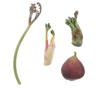 BESPORTBLE Modèle Cycle de des Plantes Éducatif Réaliste pour Garçon Fille Apprentissage Sciences Préscolaire