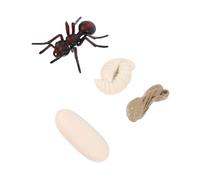 BESPORTBLE Modèle Cycle de Vie Fourmi Rouge Jeu Éducatif Garçon Fille Cognitif Science Nature PVC Sécurisé