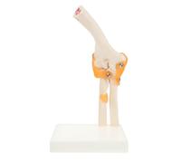 BESPORTBLE Modèle d'articulation du coude Modèle de coude en plastique sur support pour enseignants et infirmier(e) s en enseignement de la santé