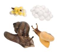 BESPORTBLE Modèles Éducatifs Cycle de Escargot Pédagogique Garçon Fille Apprentissage Réaliste Simulation
