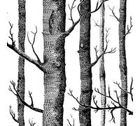 Bestlymood Arbre de Bouleau Blanc Noir - Papier Peint Design Moderne pour Chambre à Coucher et Salon - Rouleau de Papier Peint Bois Forêt Rustique