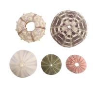 BESTOMZ Lot de 5 Coquilles D'oursins Naturelles Décoratives, Mini Socles DIY pour Plantes Aériennes, Dimensions Variées, Couleurs Aléatoires, Accessoires de Décoration Couleur Aléatoire
