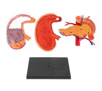 BESTOMZ Modèle Anatomique Portable et Léger D'estomac en Plastique L'anatomie pour L'enseignement Physiologie en École