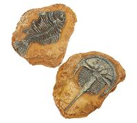 BESTonZON 2 pièces Décor de Terrarium pour Reptiles Fossiles Simulés Résine Décor de Paysage avec Détails Réalistes pour Serpents et Petits Animaux