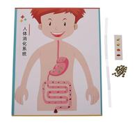 BESTonZON 4 Ensembles de modèles de système digestif Humain : kit d'expérimentation Scientifique pour Enfants, Jouet pour l'éducation préscolaire, Fournitures d'artisanat pour
