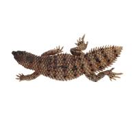 BESTonZON Modèle Lézard Simulé Réaliste Plastique Figurine Reptile Artificielle Éducative et Décorative Sculpture Lézard pour Garçon Fille et Collection