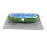 BESTonZON Modèle Microbiologique Anatomie Micro-structurale pour Enseignement de Biologie Représentation Précise de Micro-organismes et Outil Pédagogique Polyvalent pour Laboratoire et