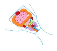 BESTonZON Tablier d'Organes Humains 3D Éducatif pour Garçon et Filles Outil Pédagogique pour L'Éducation Précoce Cognitif des Viscères Adapté École Maternelle Apprentissage Anatomie