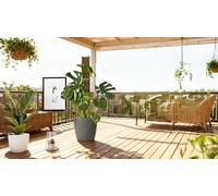 Besttoolifes Lot de 6 poteaux en plastique en forme de D de 61 cm - Piquet vertical d'entraînement pour plantes Monstera, Pothos et Philodendron, fonctionne avec la mousse de sphaigne, utilisation en