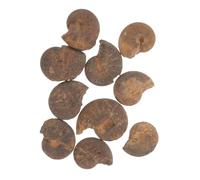 BESTYASH 10 pièces Ammonite Éducatif Modèles Naturels Fossile pour Jouets Éveil et Décoration