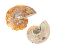BESTYASH 2 pièces Specimen Fossile Ammonite pour Décoration et Éducation Parfait pour Enseignement Anniversaires et Activités Pédagogiques Opp