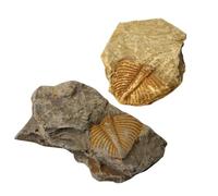 BESTYASH 2 pièces Spécimen Fossile Trilobite Queue Décoration Paléontologie Éducative Cadeau Garçon Fille Collection Archéologie Scientifique
