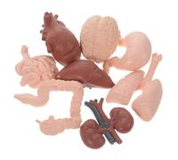 BESTYASH 8 pièces Modèle Anatomique Humain Réaliste pour Enseignement Médical Décoration Éducative Démonstration Organes Cerveau Cœur Intestin Rein