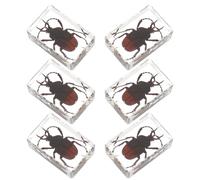 BESTYASH Lot de 6 Spécimens en Résine de Coléoptères Araignées et Empoisonneurs Modèles Réalistes de 45 CM Décoration Éducative pour Sciences et Biologie Collection D’Insectes