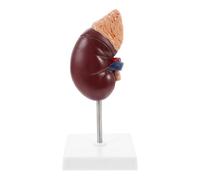 BETOOKY 1pièce Modèle Anatomique de Rein Humain avec Glande Surrénale sur Support Accessoire Pédagogique pour Cours de Biologie Démonstration Claire et Amovible pour Formation Médicale