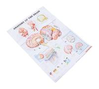 BETOOKY Affiche Anatomie du Cerveau Humain sur Toile, Facile à Lire Police Claire, pour Étudiants et Usage Pédagogique en École