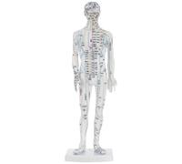 BETOOKY Modèle Corporel d'Acupuncture Masculin Blanc 38 CM pour Formation en Médecine Traditionnelle Chinoise Points d'Acupuncture et Méridiens Détaillés Mannequin Pédagogique Pratique