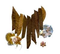 BettaLeaf Comfort Zone Lot de feuilles d'amande indiennes prêtes à l'emploi 45 g (80 ~ 100 pièces) | Qualité marron doré | Aquarium pour poissons Betta Crevettes, écrevisses, pour poissons sains