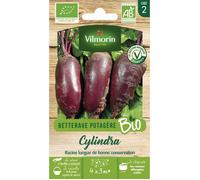Betterave cylindra bio Vilmorin