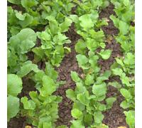 Betterave d'automne (Brassica rapa var. rapa),