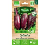 Betterave cylindra bio Vilmorin
