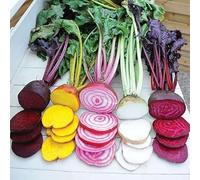 Betterave rouge (En Mélange) -4-5 variétés mélangées dans un paquet