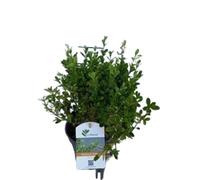 Betterbuxus® heritage - buxus betterbuxus 'heritage' - 30-40 cm pot